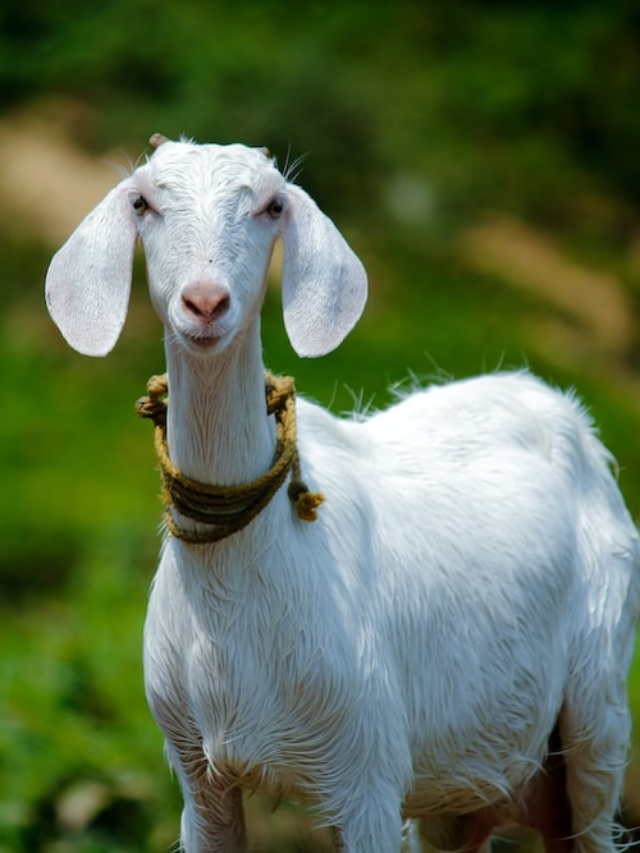 goat farming loan
